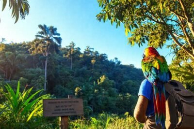 Hiker observa un loro en selva